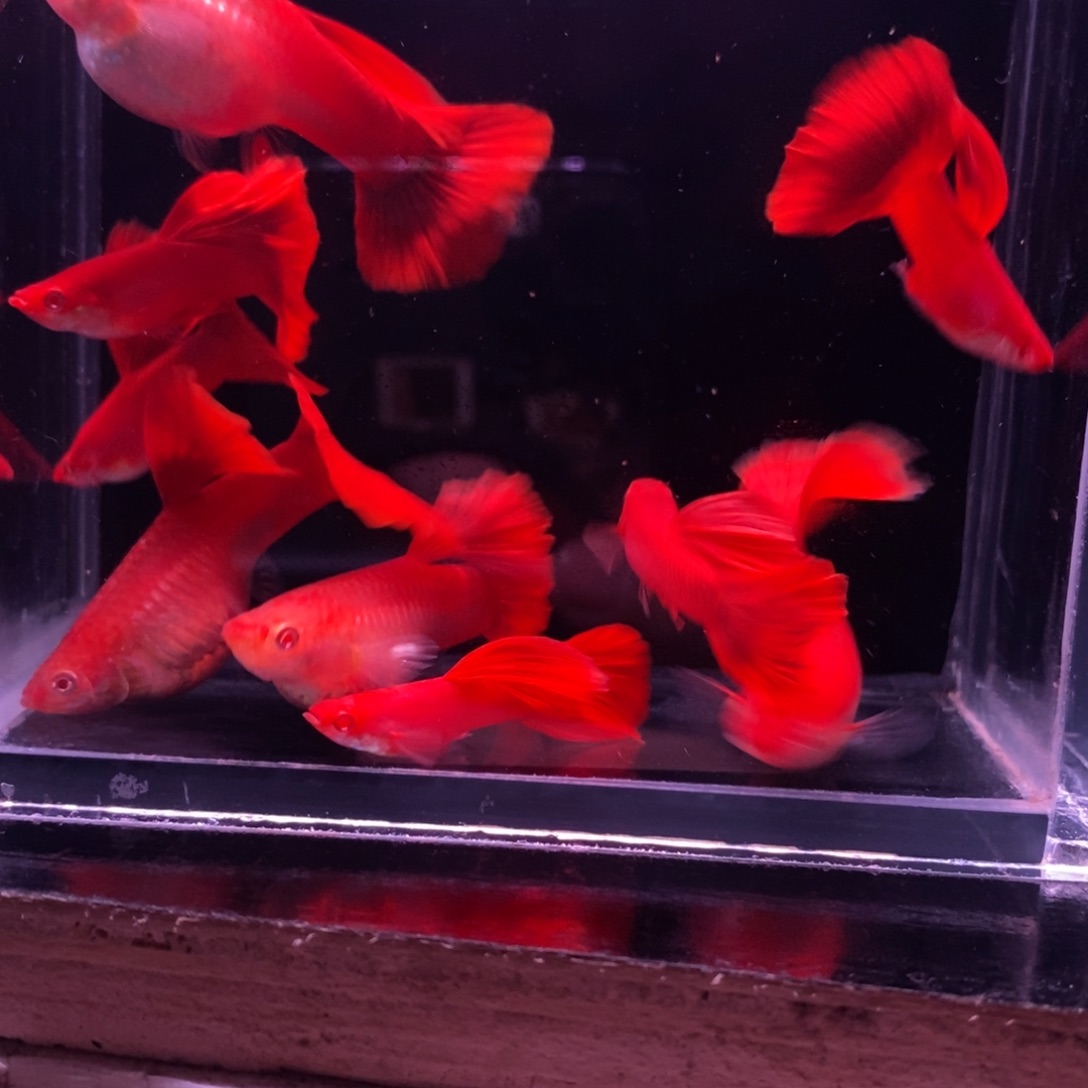 H***i孔雀鱼精品 血红四对