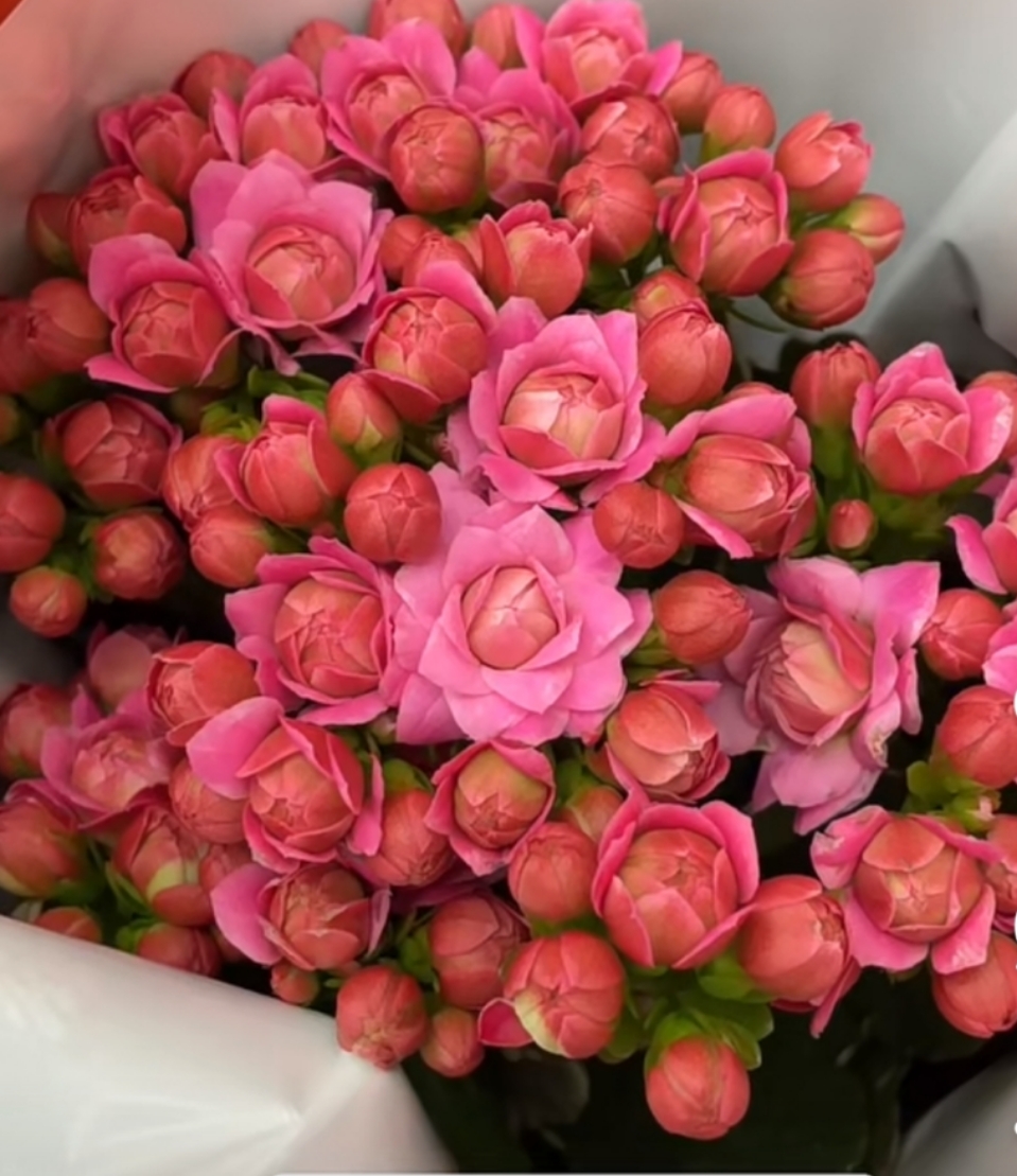 悉尼粉，昊景100原盆原土