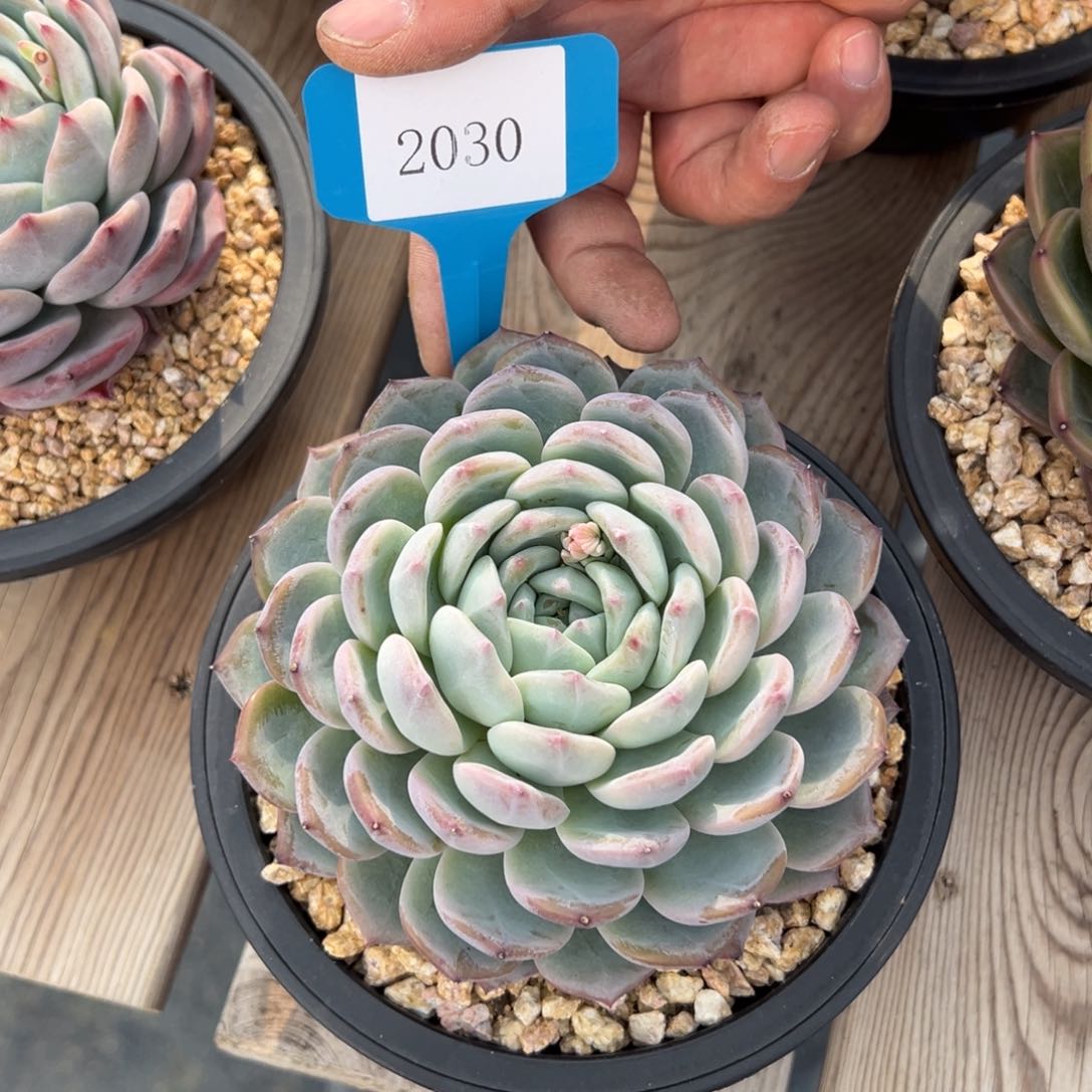 漠*2030肉多哦多哦