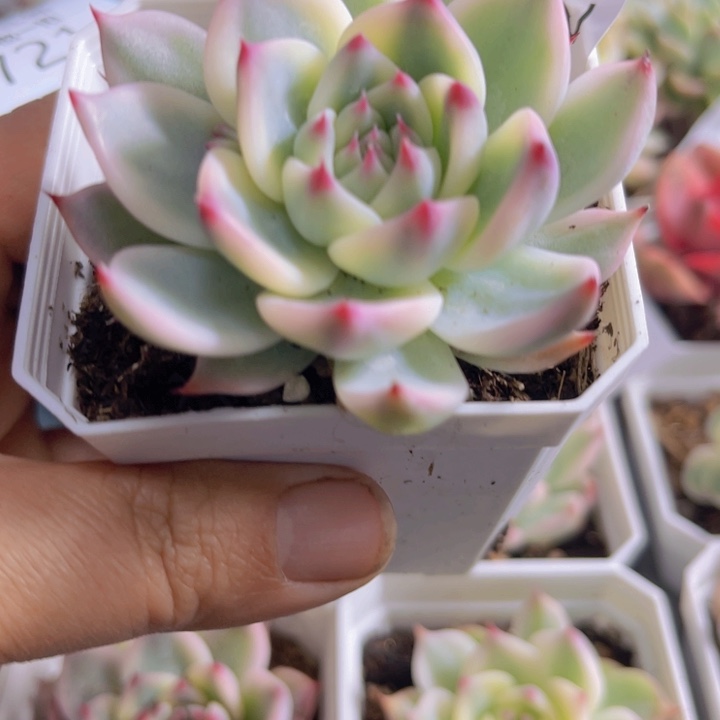 吉娃娃锦多肉植物726