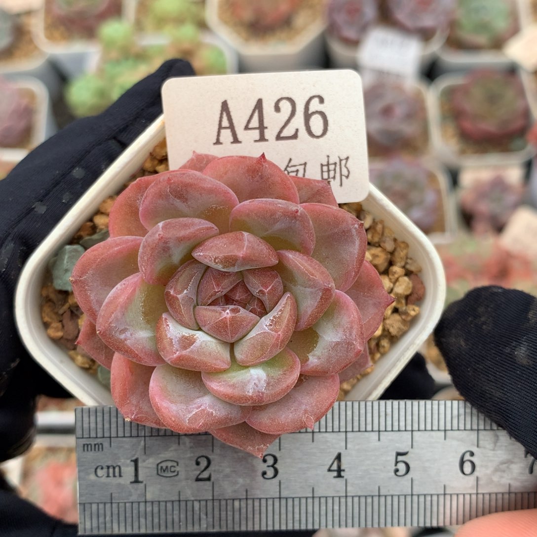 426粉琥珀单头冠服4.5