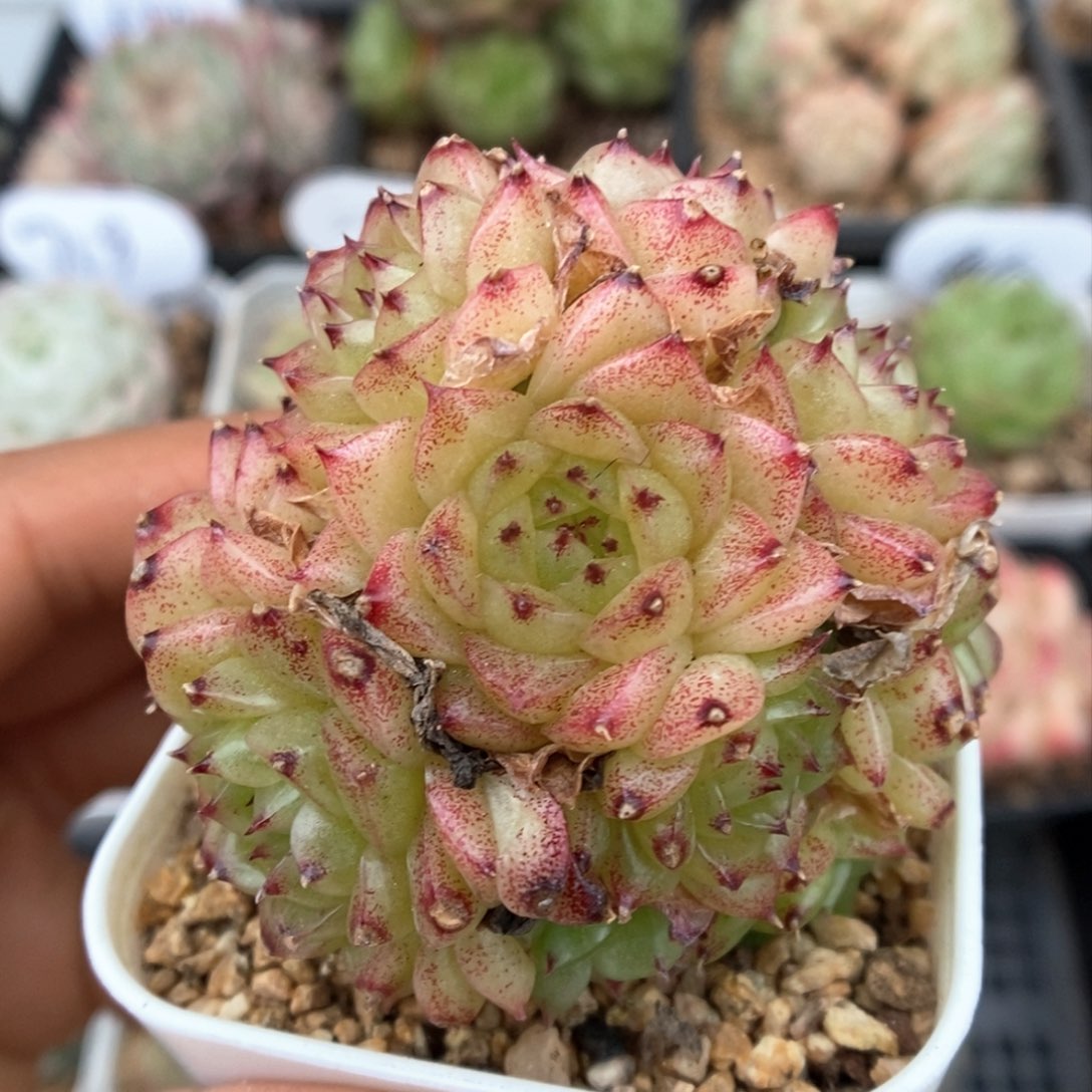 油透麦秆群生可拍747号