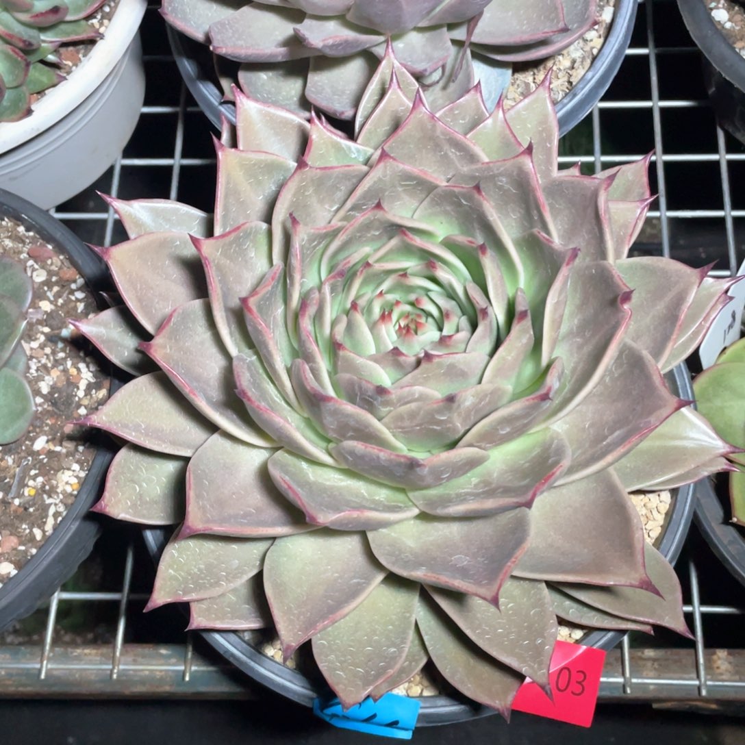多肉植物多肉植物103大猩猩
