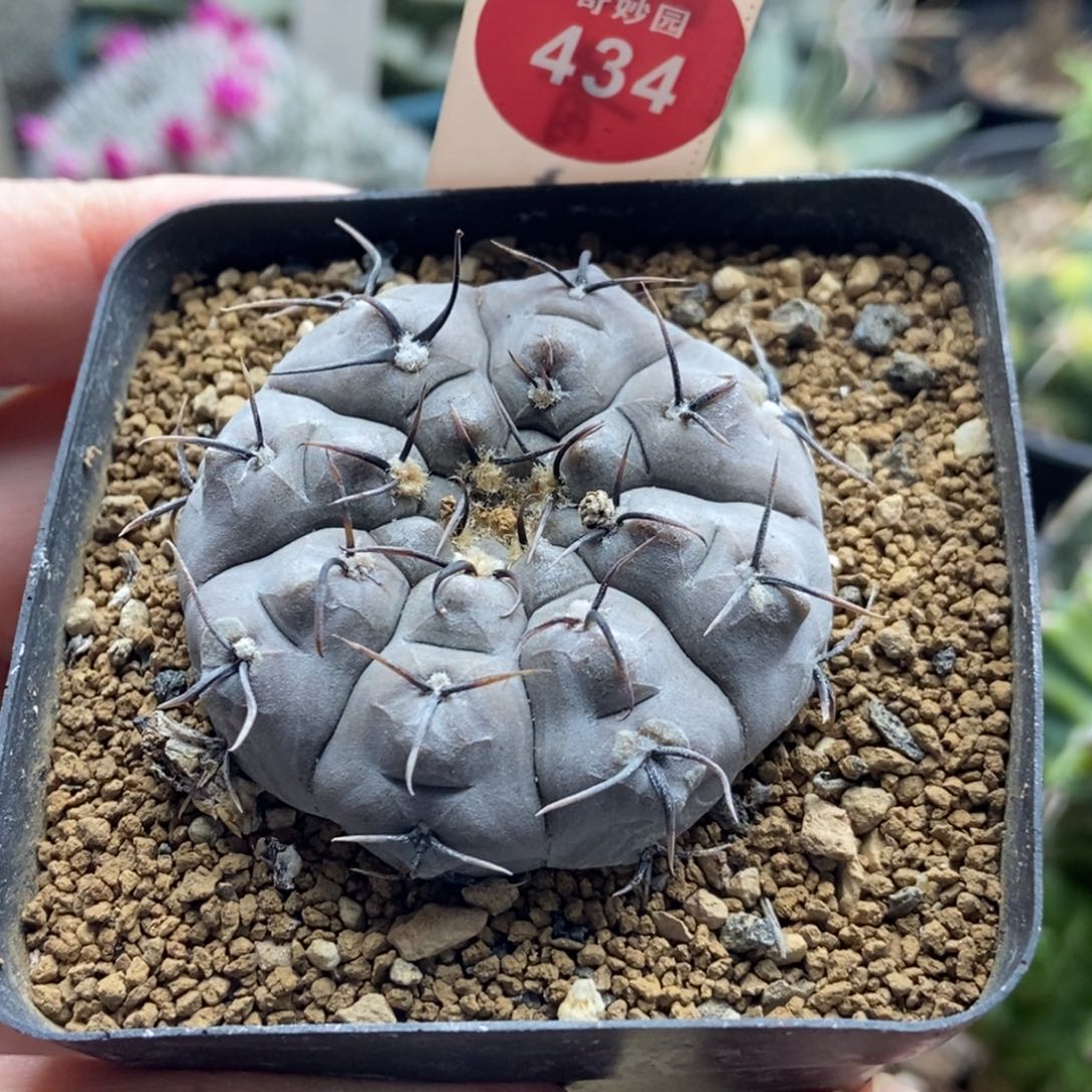 实生上腊黑刺铅皮4.3cm