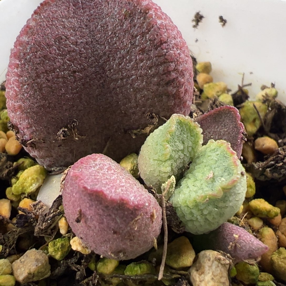 实生新品大苗多肉植物水泡