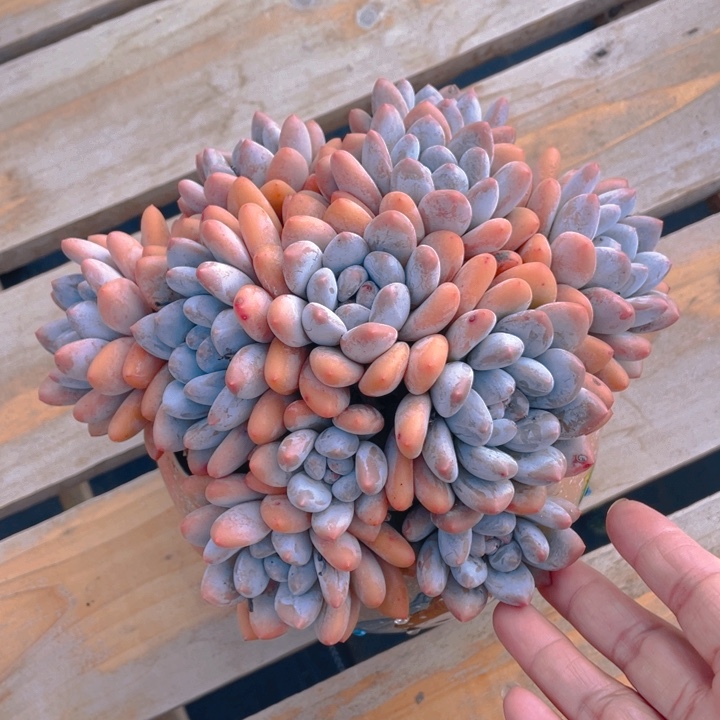 谢谢你的支持00000078