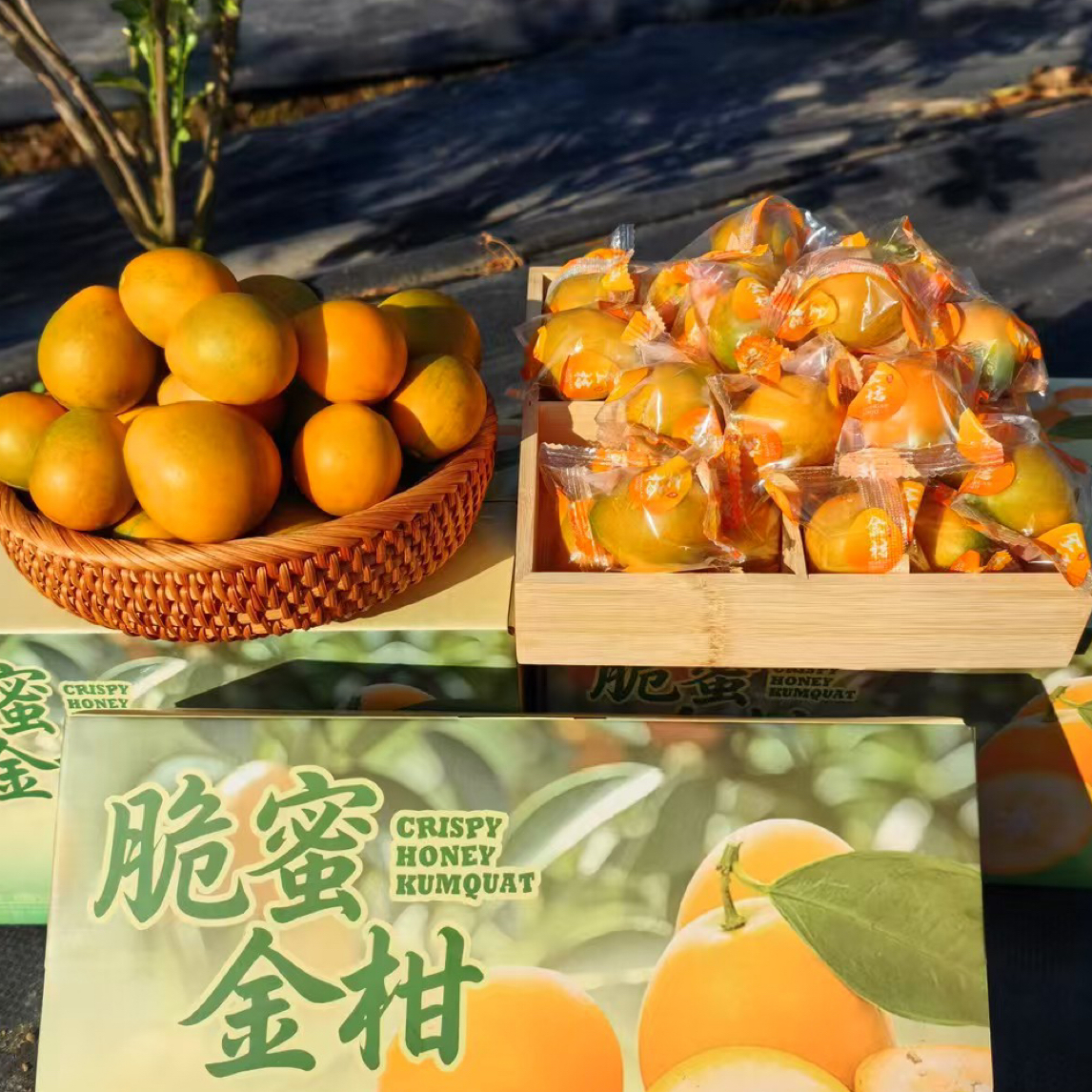 顺丰包邮大凉山德昌脆蜜金桔新鲜无籽现摘当季水果