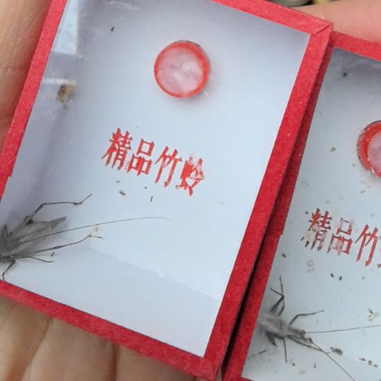 蟋蟀黑紫竹中短须二条