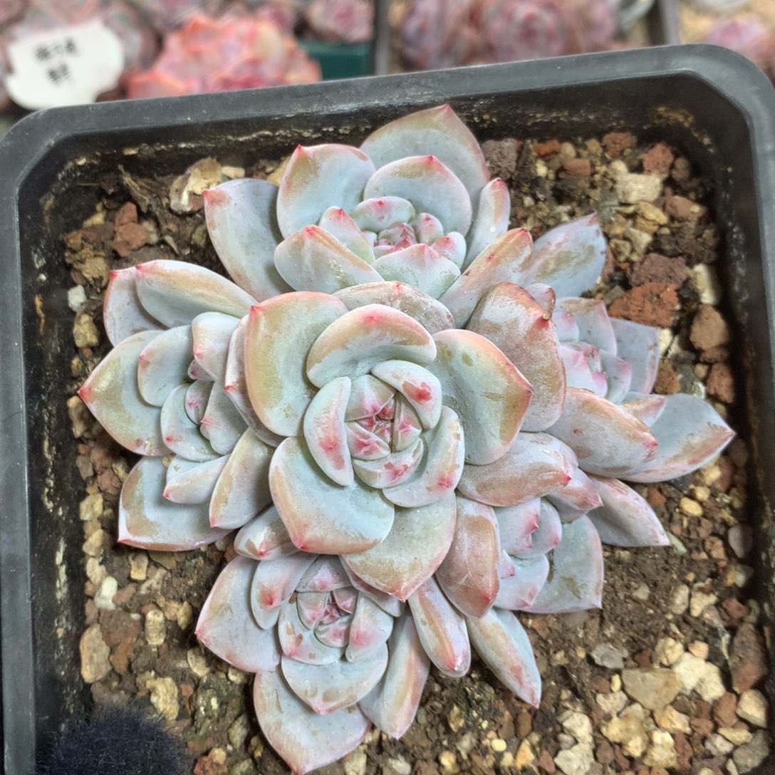 石榴籽哈哈哈哈哈哈14