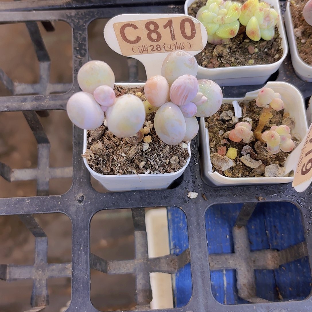 C810水光针一物一拍