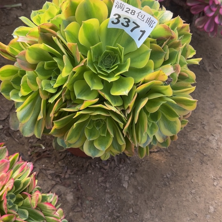 3371清蒙多肉植物