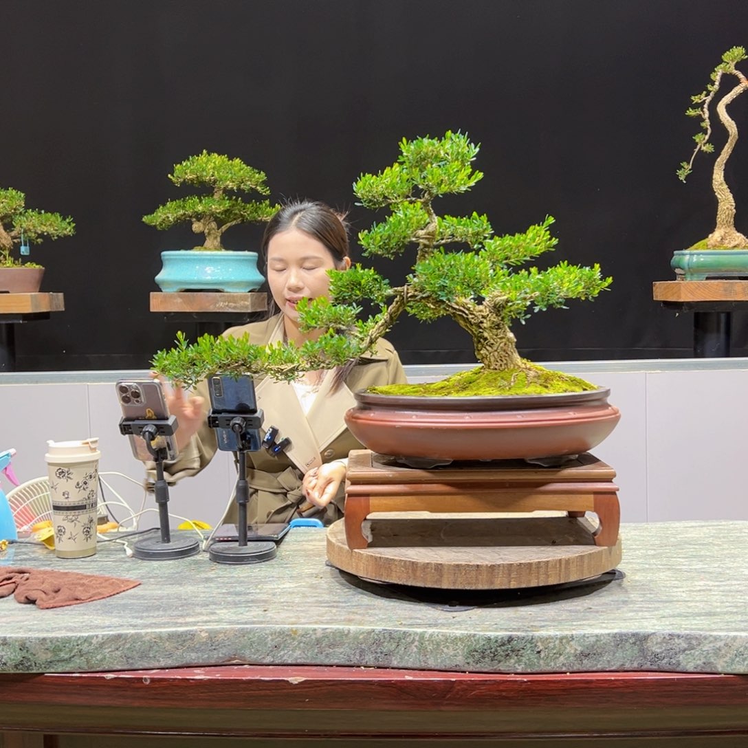 绿植黄杨盆景盆景