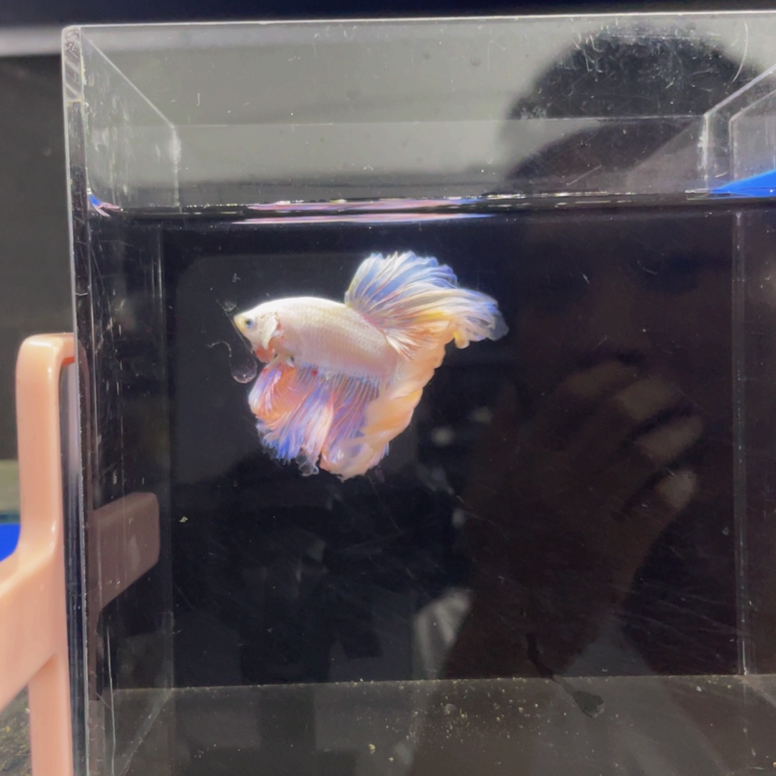 水母哈哈哈啊哈哈哈450