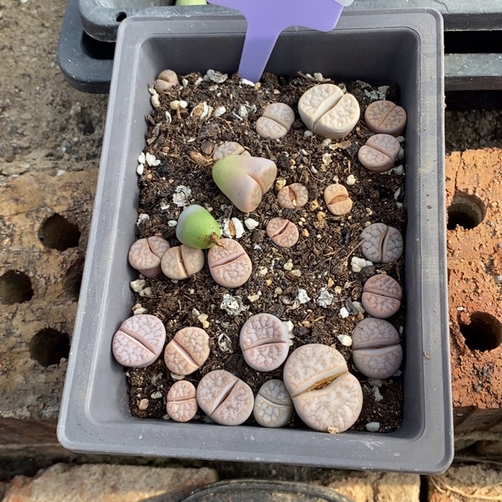 老***哥生石花等植物的生长205