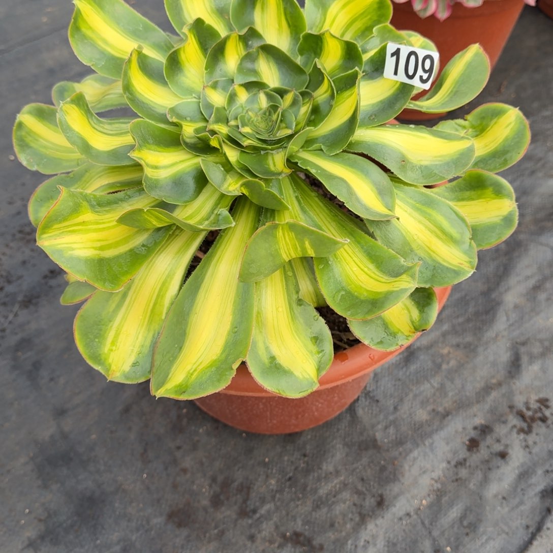 109多肉植物暴君多肉