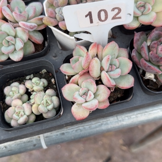 102泡芙多肉植物多