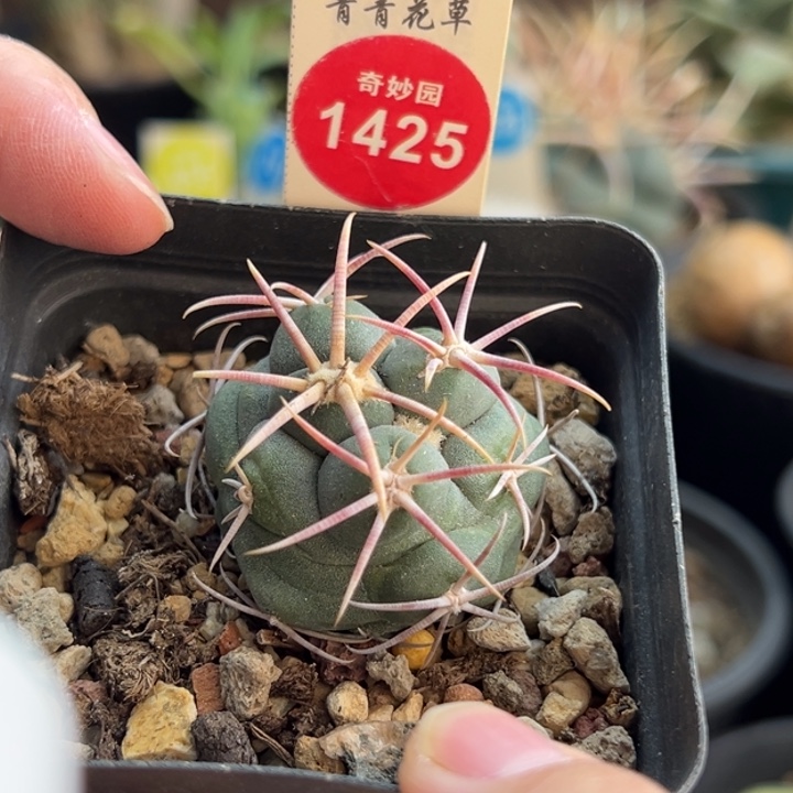 实生泰刺高木绯冠龙一棵仙人球