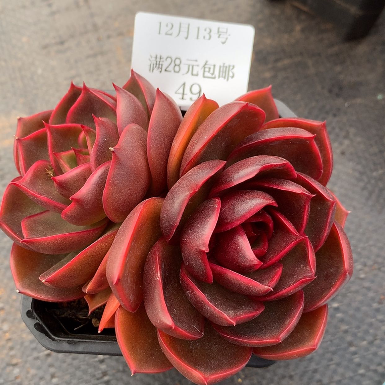 【闪购商品】云49号