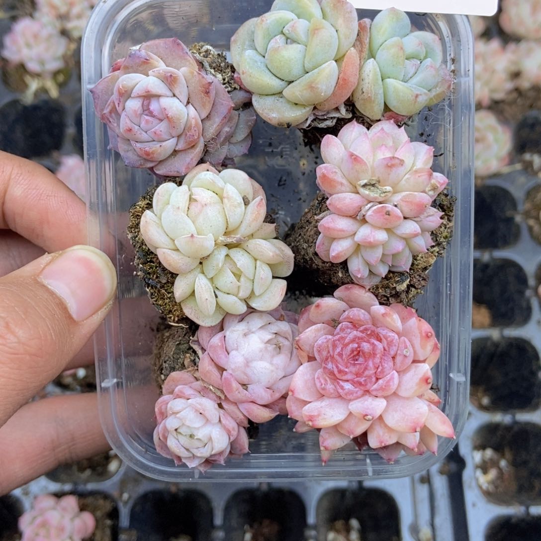 春泥家框拍链接D14