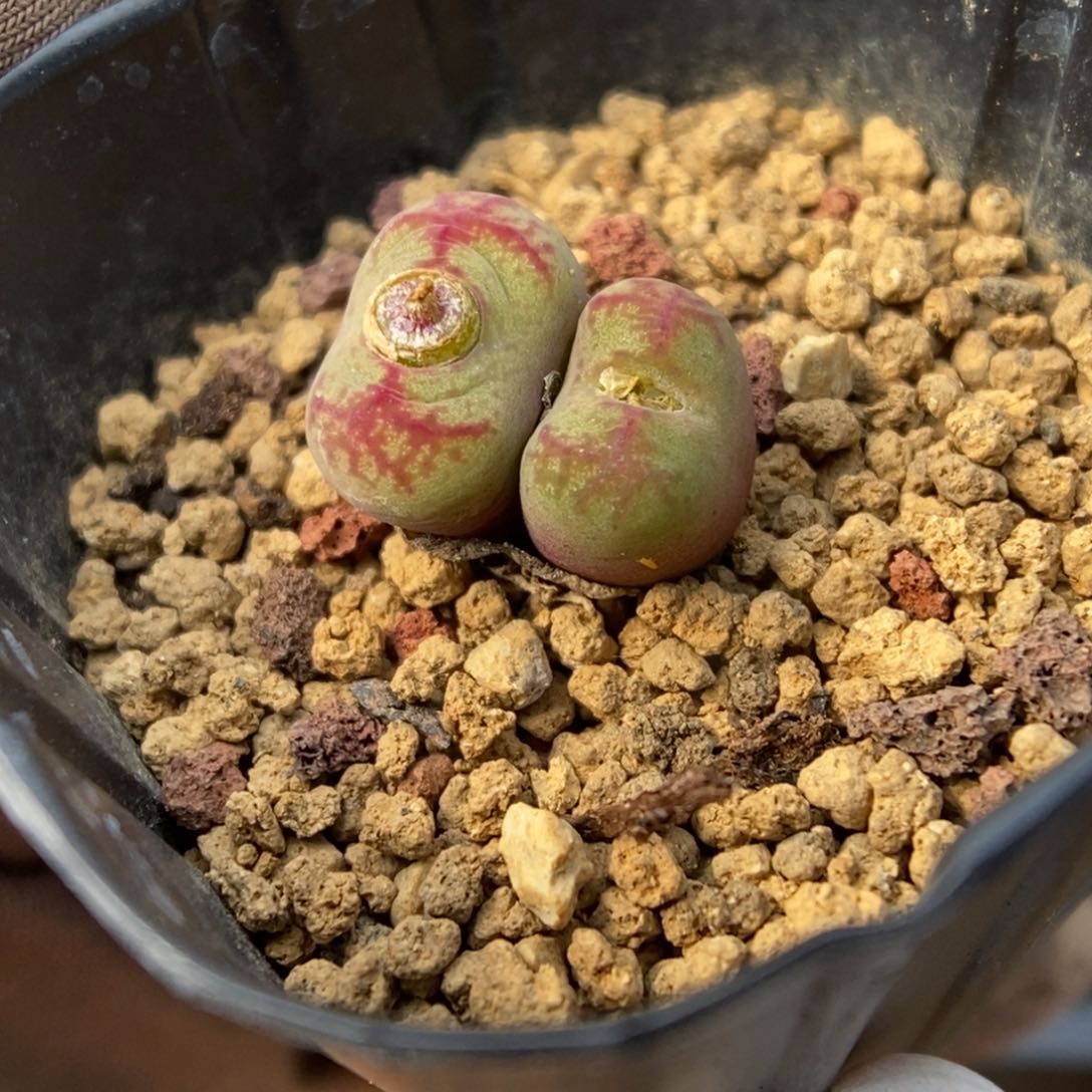 多肉植物肉锥杂交K-604