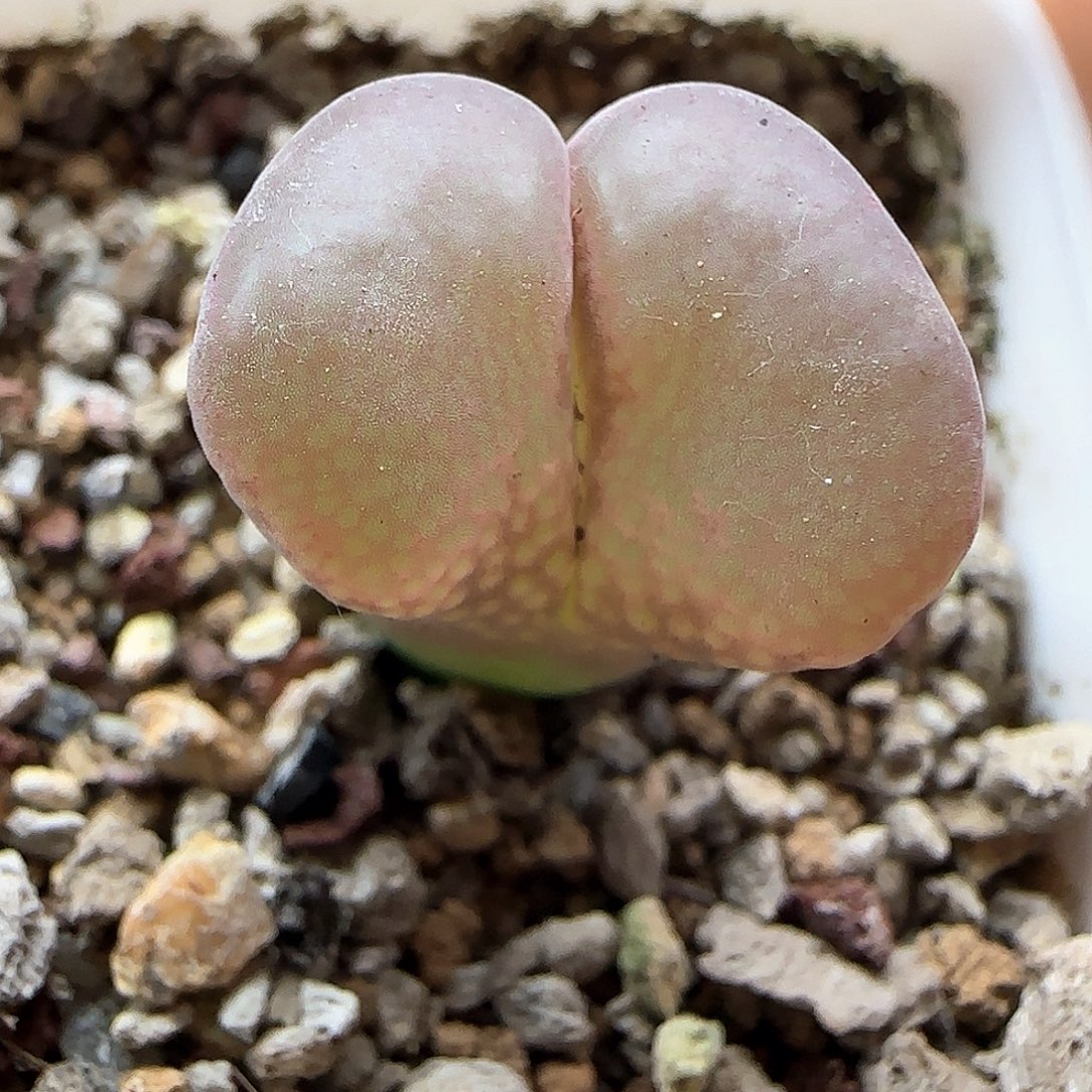 实生风铃优选48344