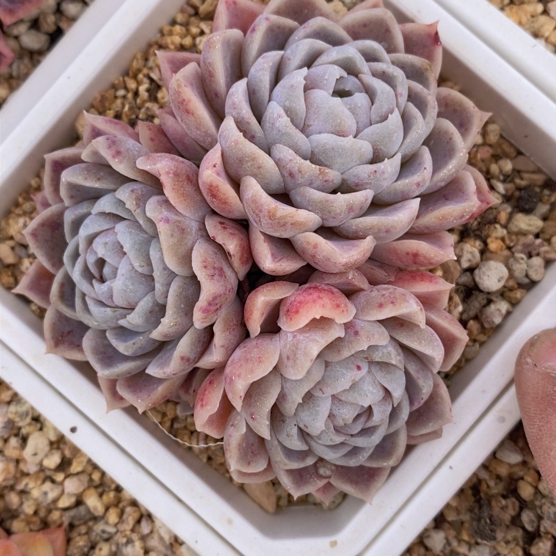 可问主播品种，下滑链接更多品种多肉选择