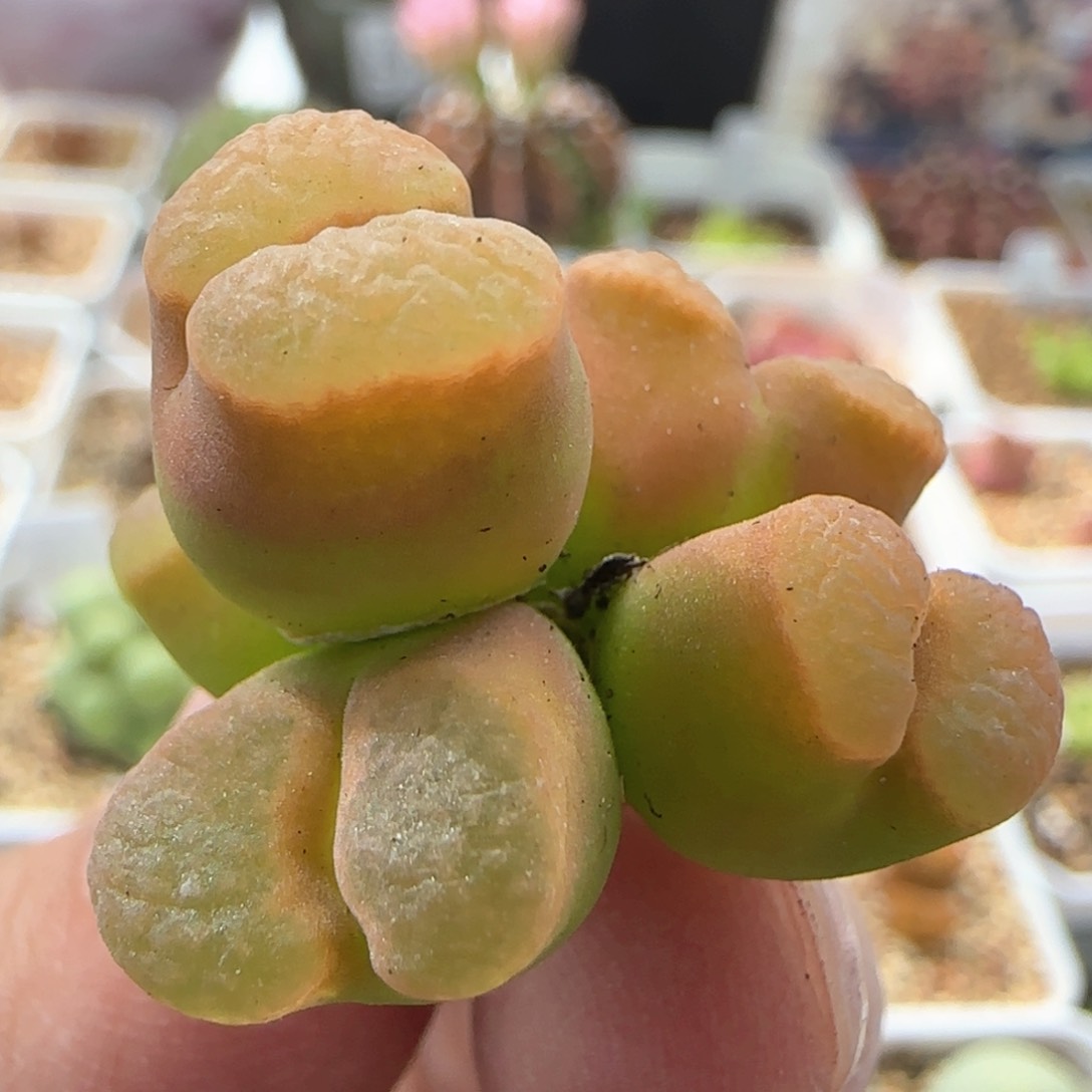 5129 大白多肉植物园