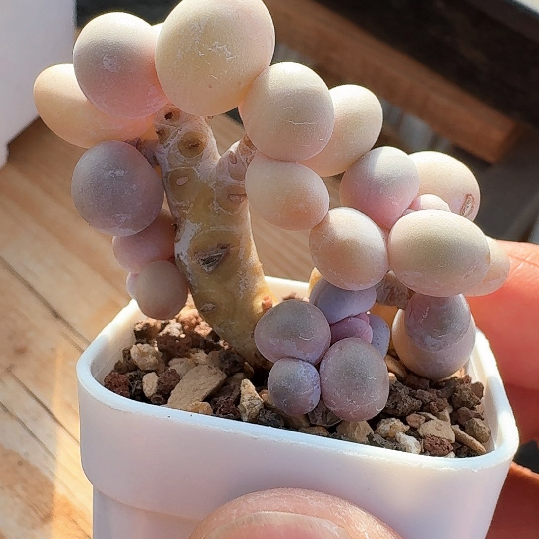 多肉水光针小树朵朵