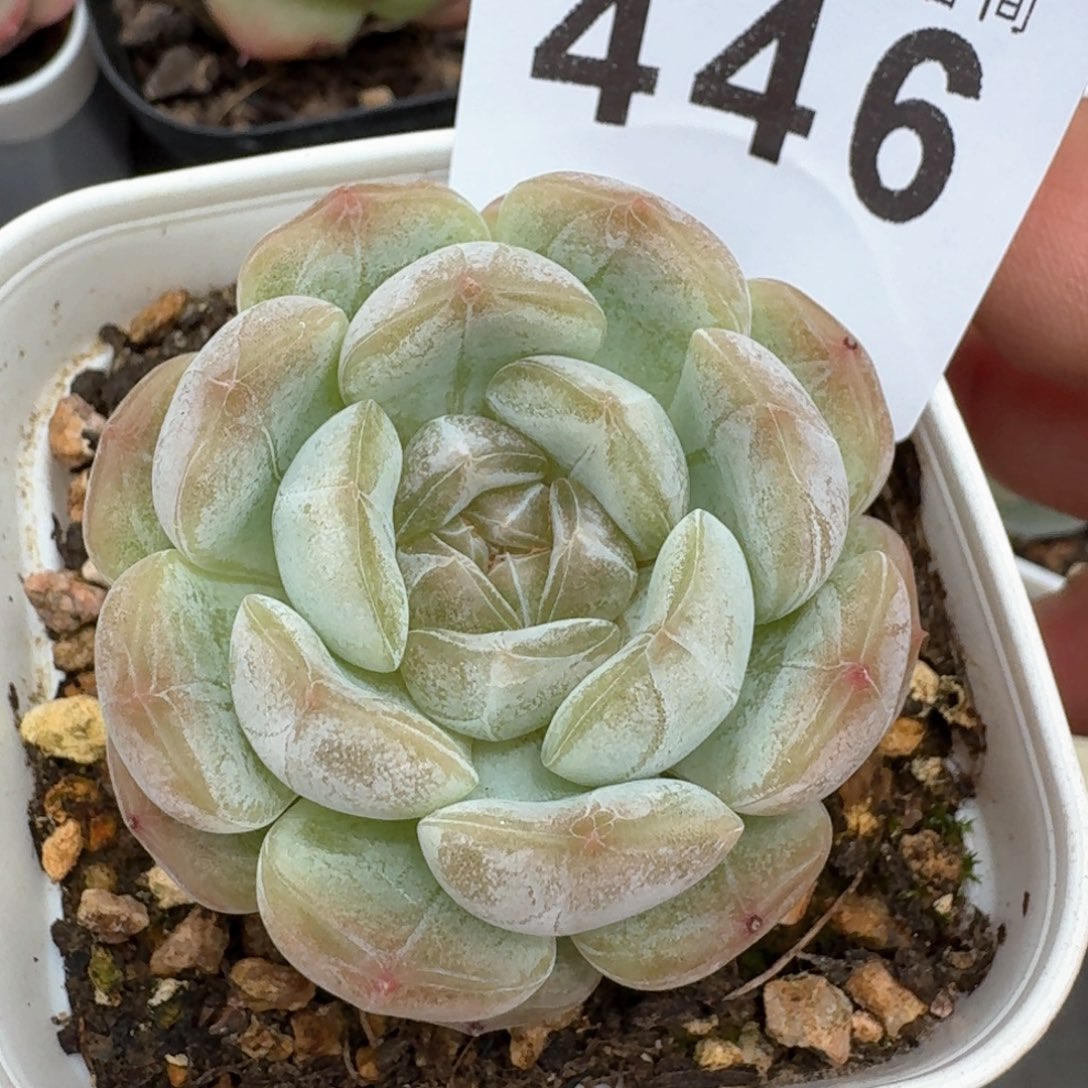 随单         多肉植物