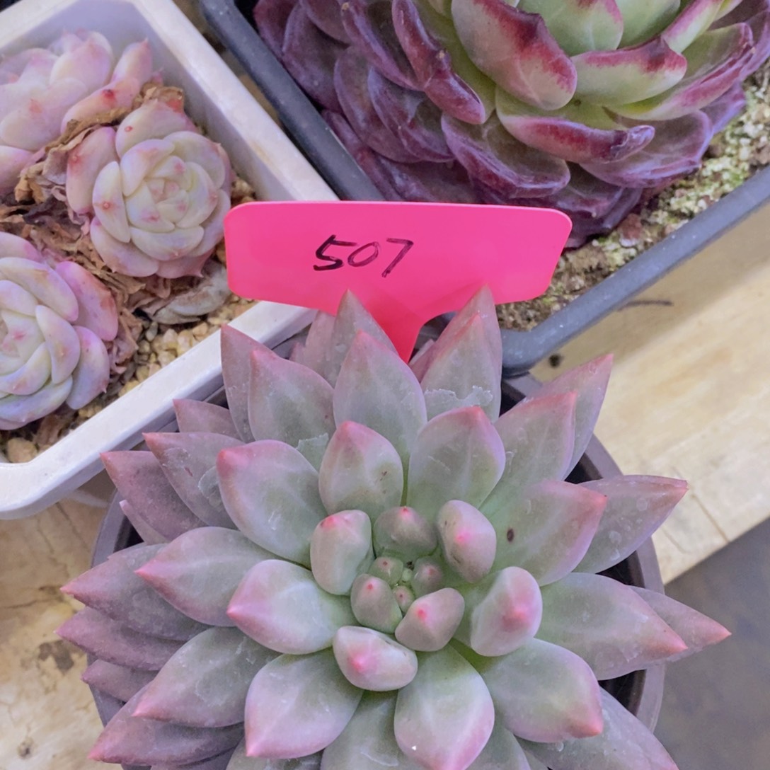 多肉植物，一物一拍，专场5