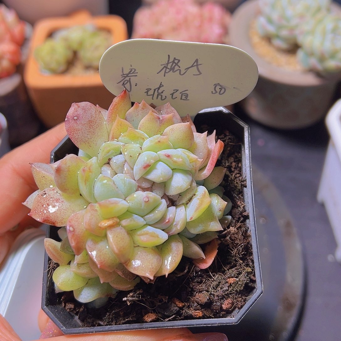 格*琥珀，多肉植物