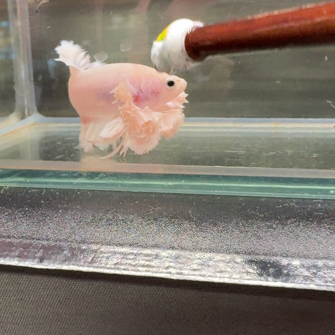 橘***南海水鱼17号印尼斗鱼