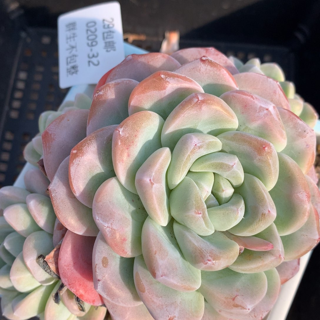 0209-32 老桩冰玉