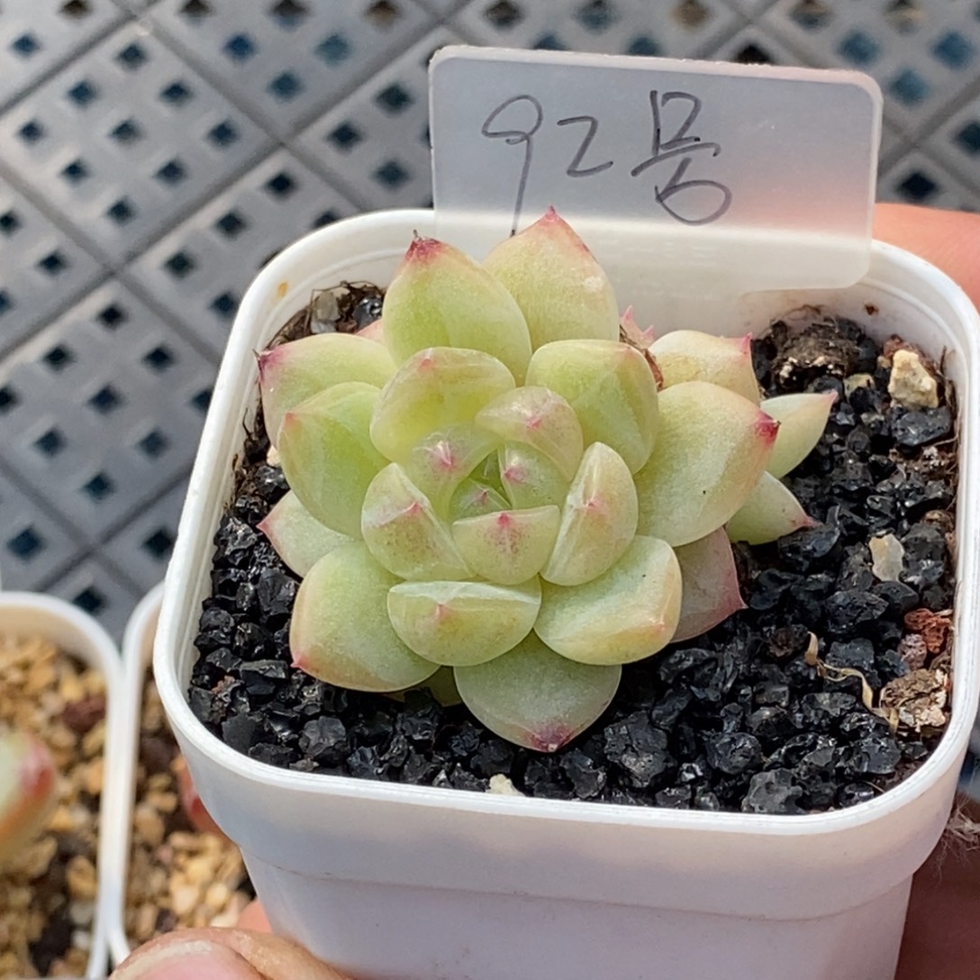 天官赐福百无禁忌