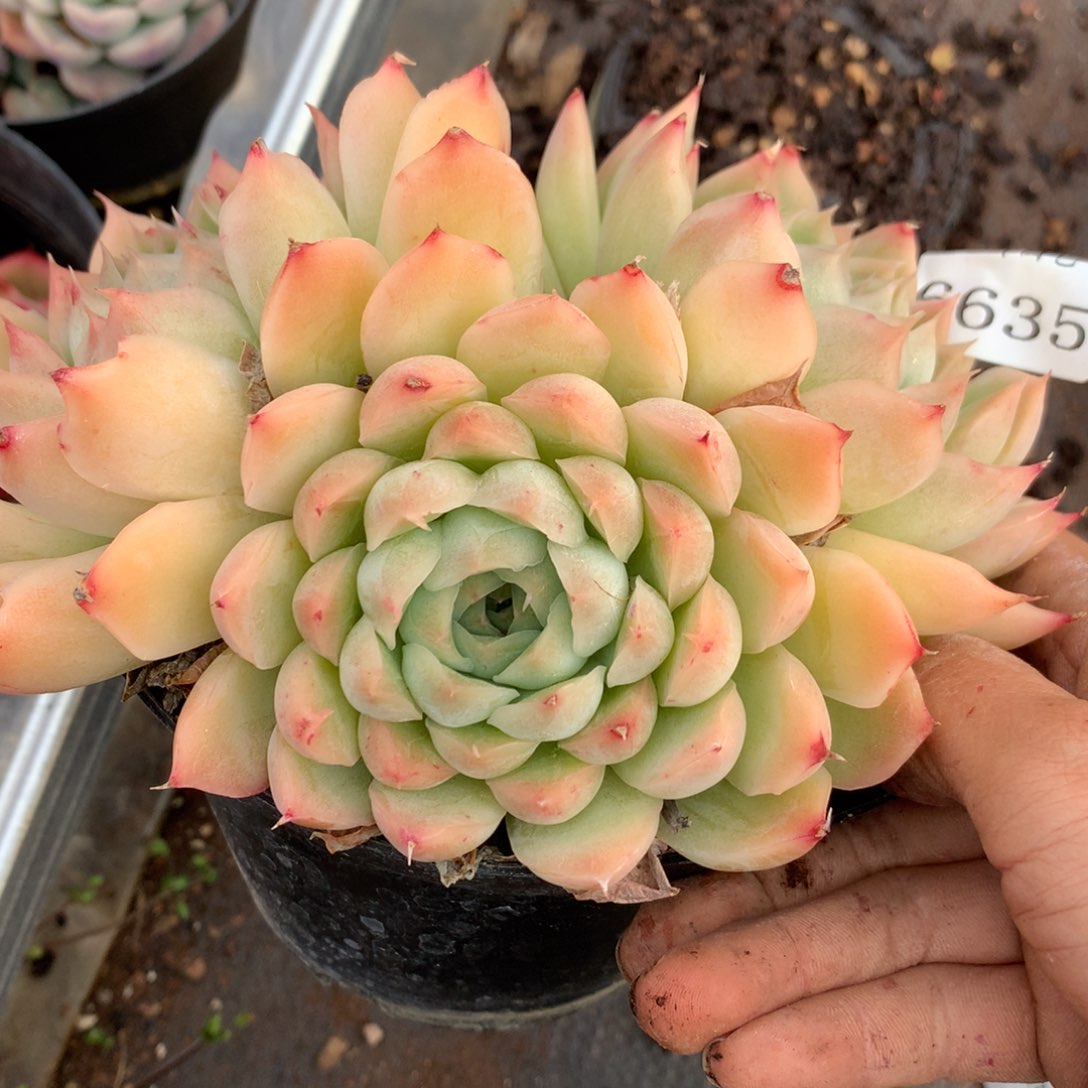 6635杂交多肉植物