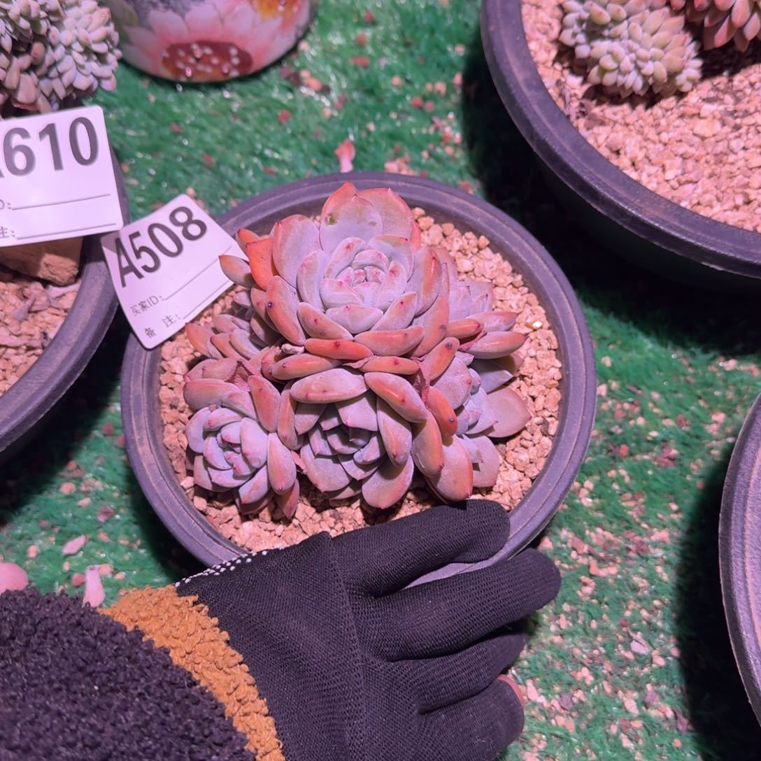 8头石榴籽呀呀呀呀呀