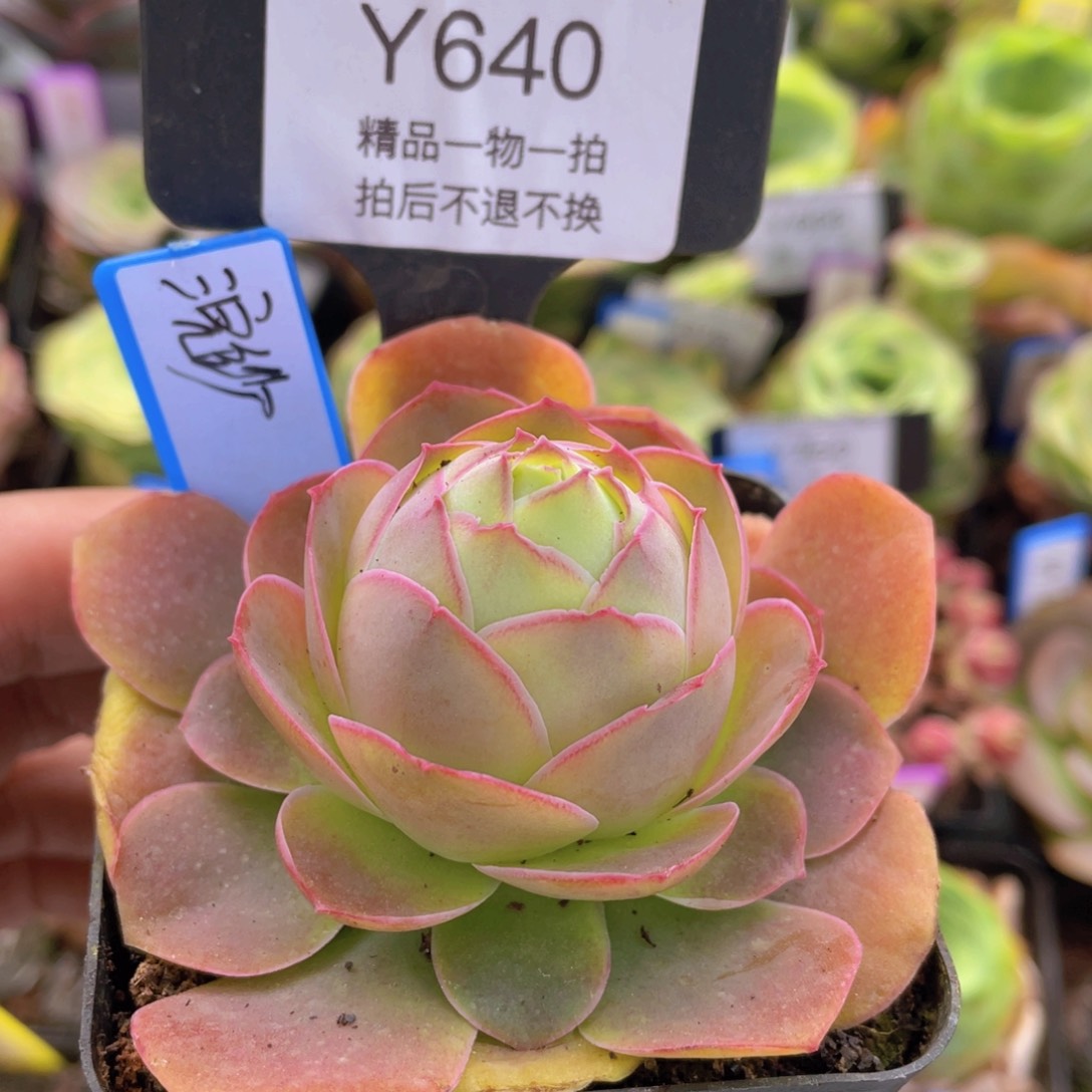 浣纱640一物一拍