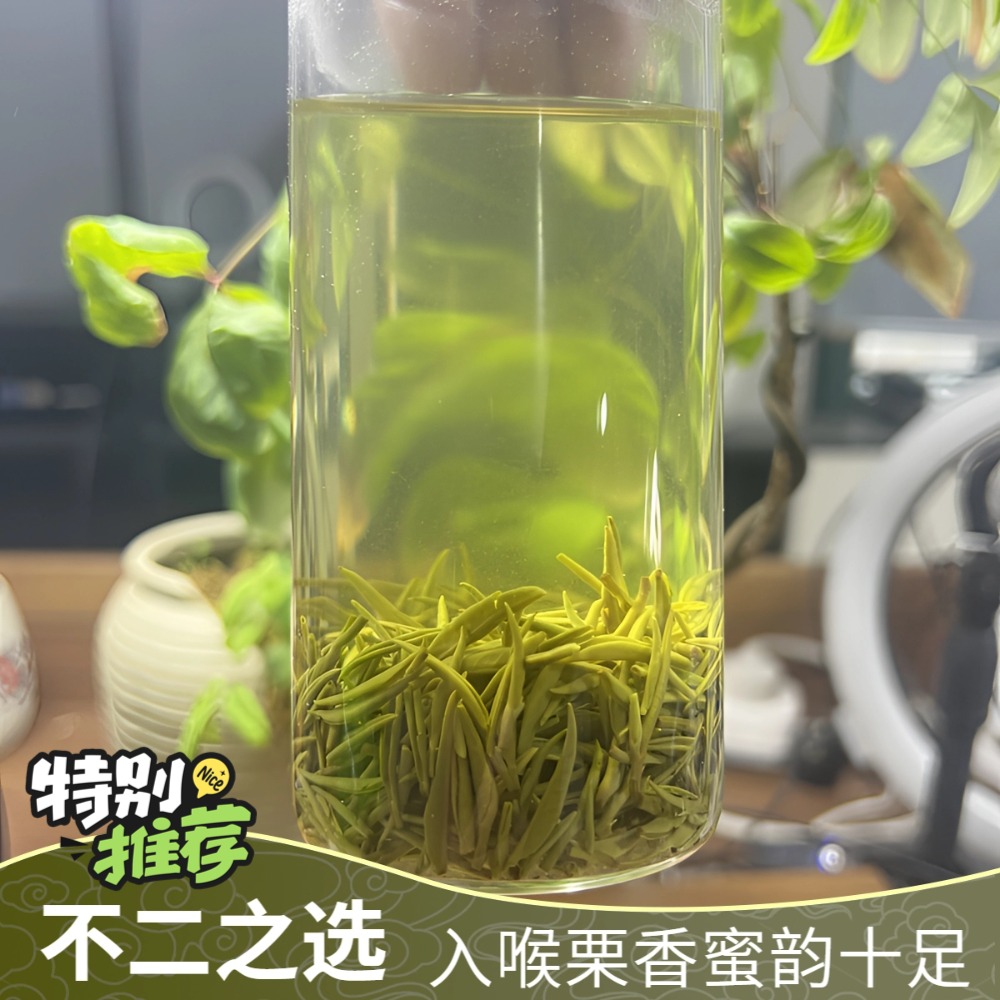 【天云山】2025信阳毛尖高山 寒露小芽