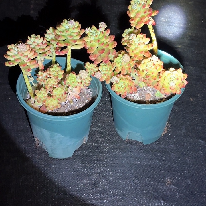 多肉植物，香格里拉两颗