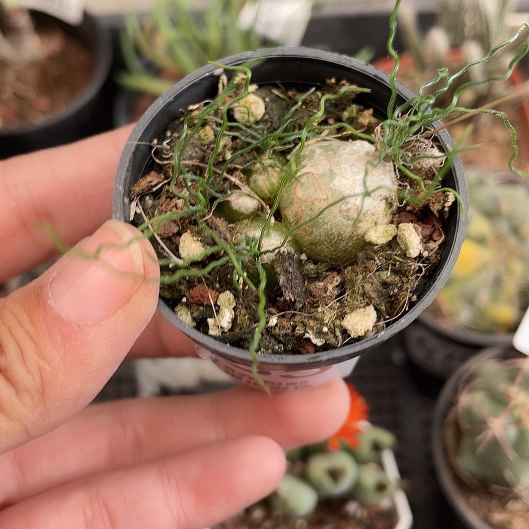 655泰迪海葱（满18元包邮）