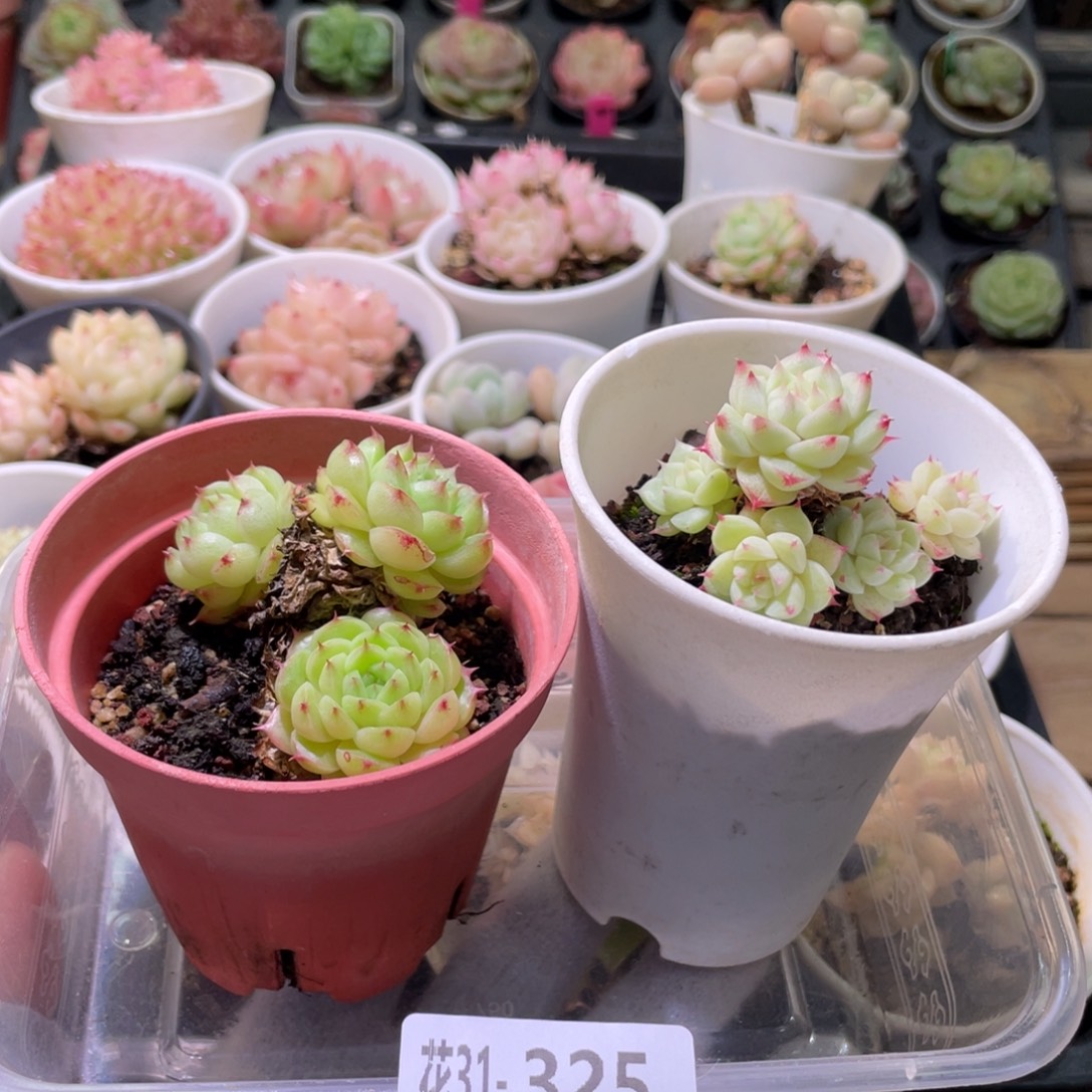 花利美31-325海王2颗