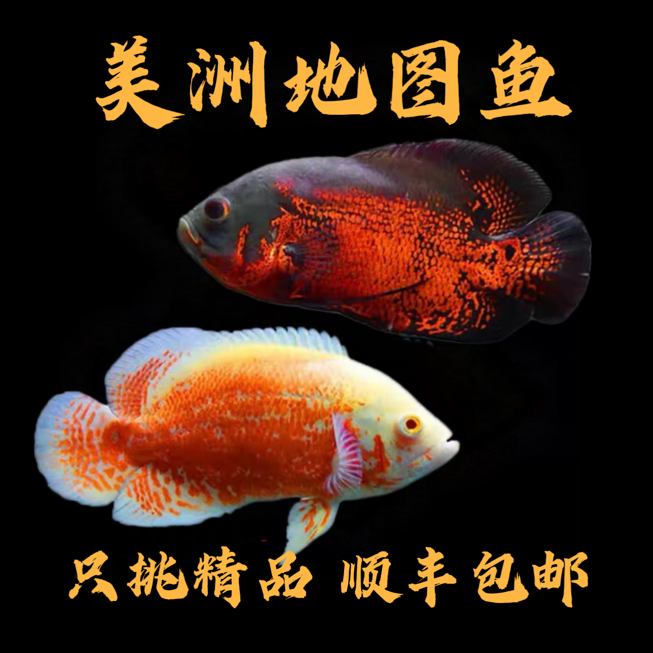 黑白地图鱼野地图大黄蜂活体大型热带观赏鱼猪仔鱼招财鱼