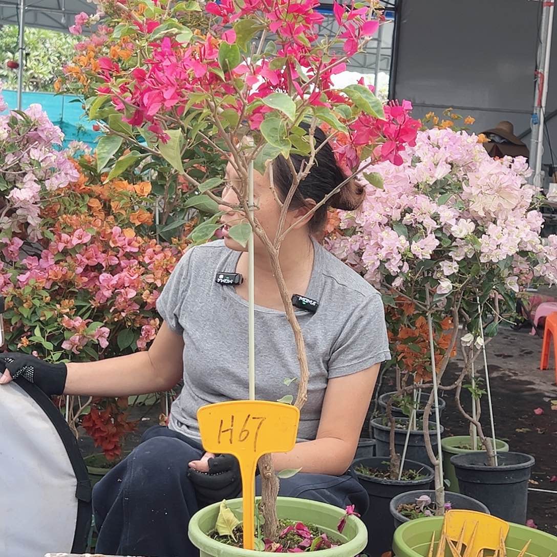 卡***姐大部分花苞少量开放H67甜心