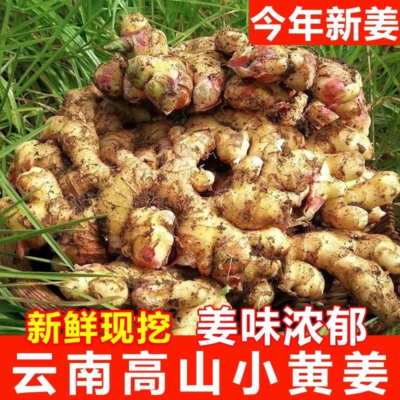 【农产地直发】云南高山小黄姜新挖新鲜小黄姜辛辣十足整姜现挖现发