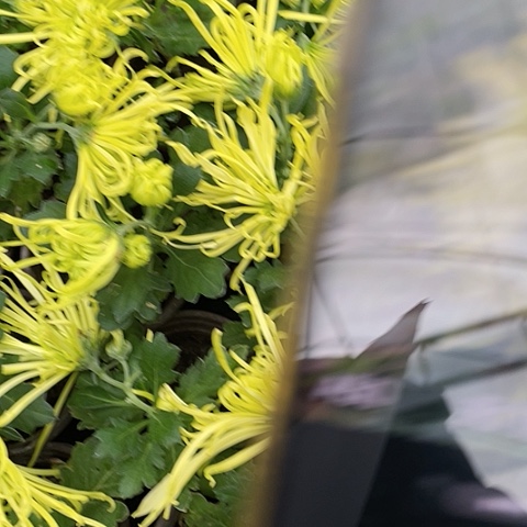 完全开放天门丽景大苗无售后