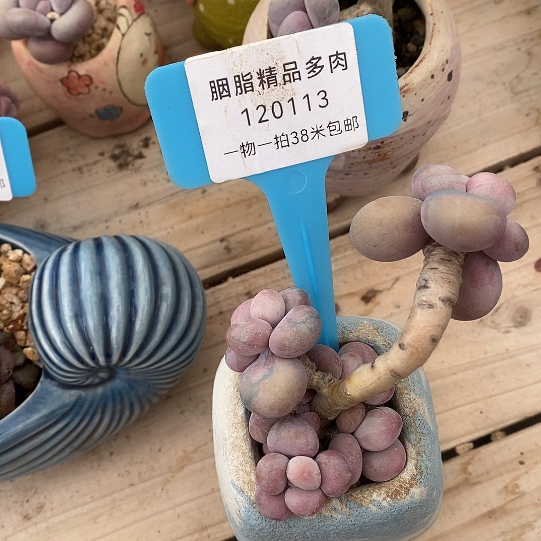 113 无趣了咯嗯我想我