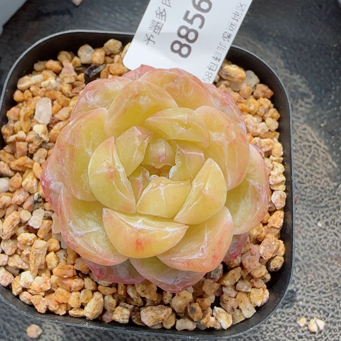 霜花石化，8856多肉植物