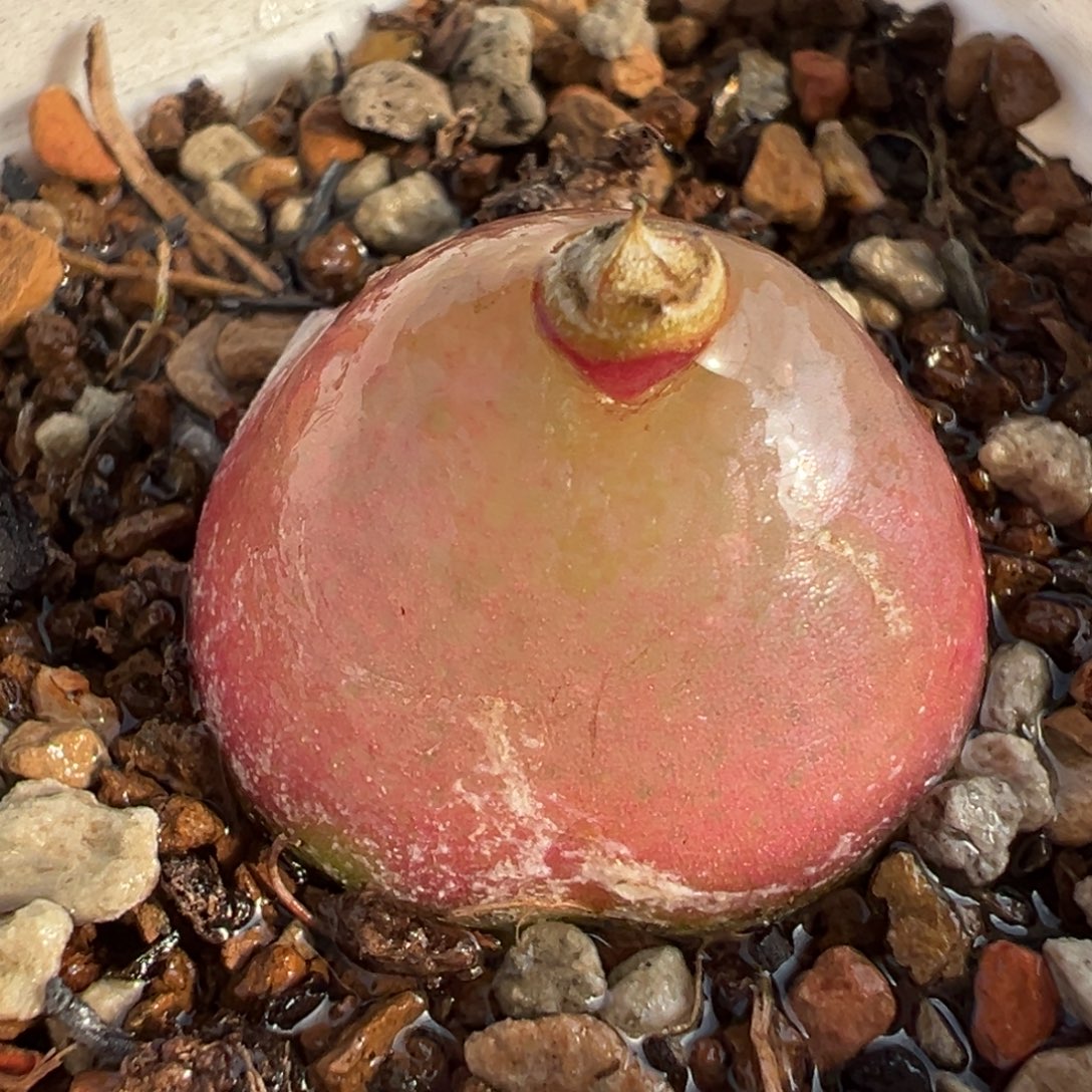 651多肉植物种类多样