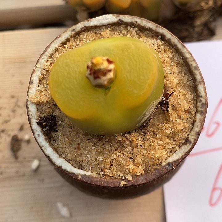 3069大单头黄色一颗