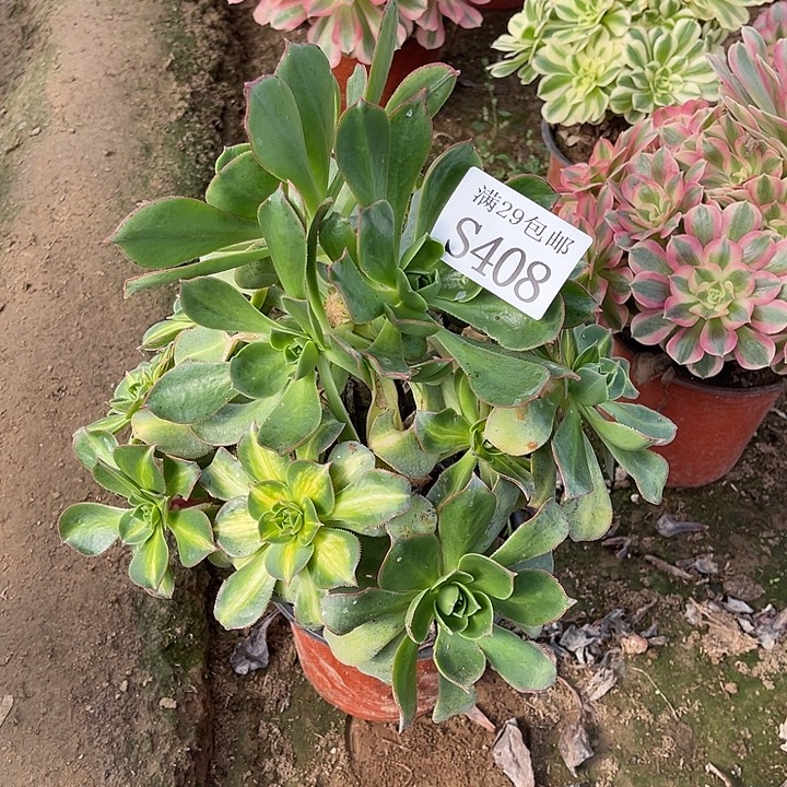 408幻影多肉植物     